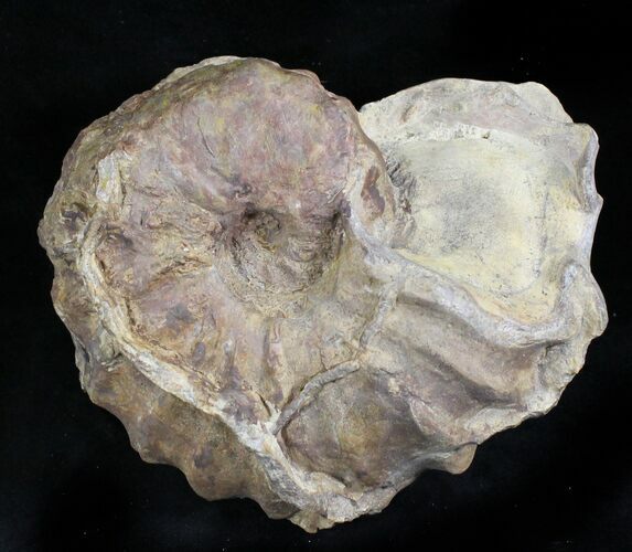 Calycoceras Ammonite - Texas #28137